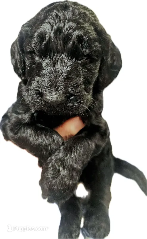 Scotty – Goldendoodle puppy for sale in Lansing, MI