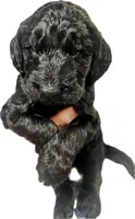 Scotty, a male Goldendoodle for sale in Lansing, MI – 1 of 1