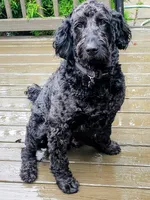 Scotty, a male Goldendoodle for sale in Leslie, MI – 2 of 3
