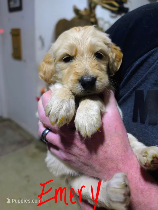 Indy – Goldendoodle puppy for sale in Leslie, MI