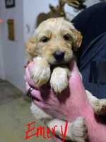 Indy, a female Goldendoodle for sale in Leslie, MI – 1 of 1