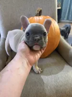 Sassafras , a male French Bulldog for sale in Grand Blanc, MI – 8 of 9