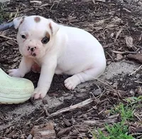 Titan, a male French Bulldog and Frenchton for sale in Grand Blanc, MI – 5 of 10