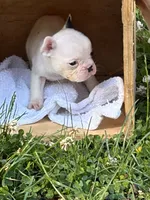 Tarus, a male French Bulldog and Frenchton for sale in Grand Blanc, MI – 7 of 7
