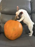 Cypress, a male French Bulldog for sale in Grand Blanc, MI – 8 of 10