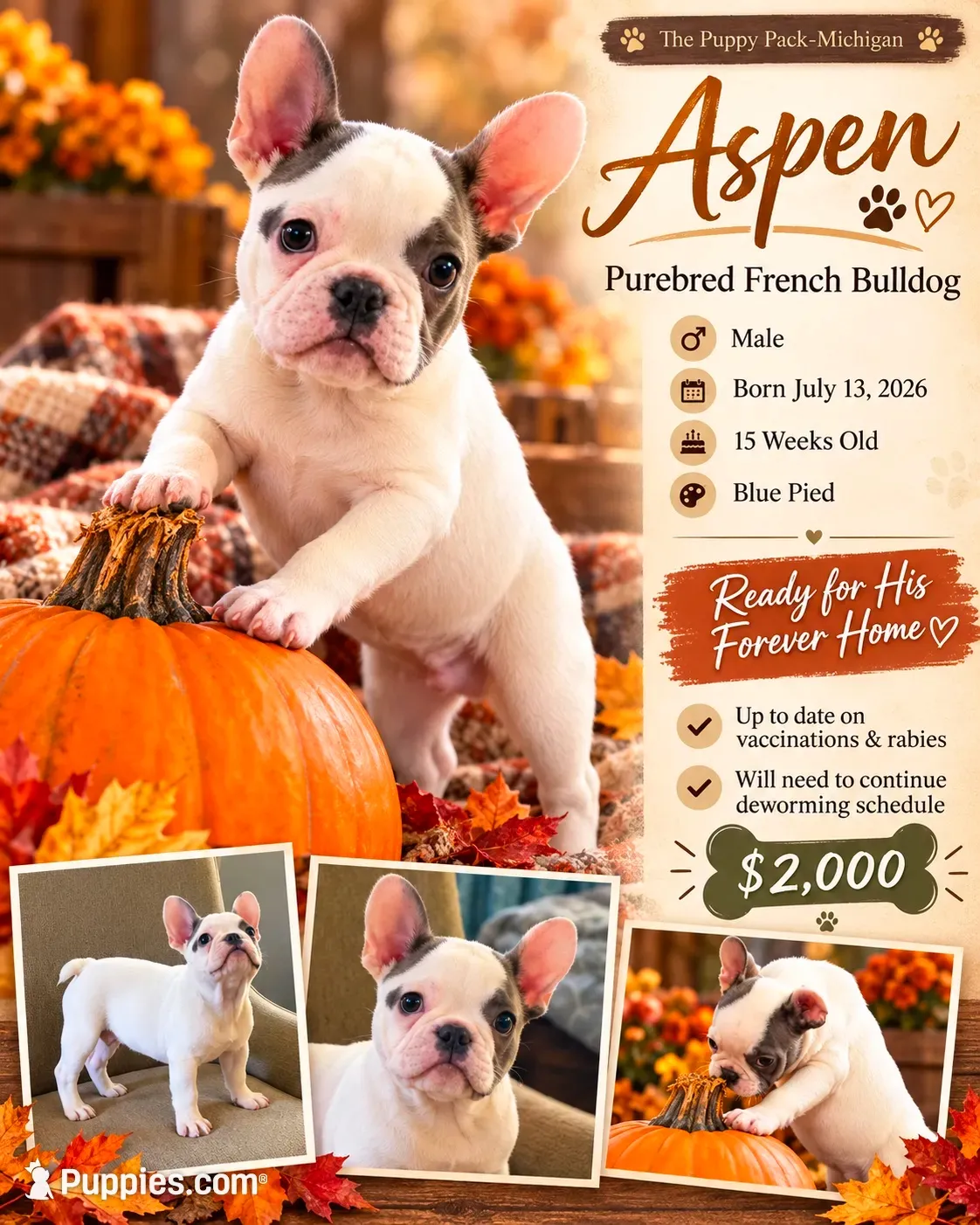 Cypress, a male French Bulldog for sale in Grand Blanc, MI – 1 of 10