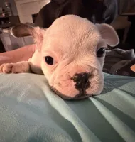 Comet , a male Boston Terrier and French Bulldog for sale in Grand Blanc, MI – 4 of 9