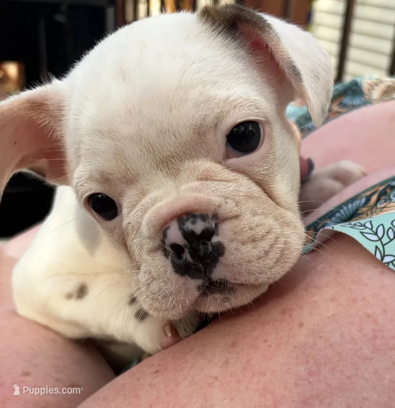 Aurora  – Boston Terrier, French Bulldog puppy for sale in Grand Blanc, MI