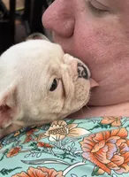 Aurora , a female Boston Terrier and French Bulldog for sale in Grand Blanc, MI – 2 of 10