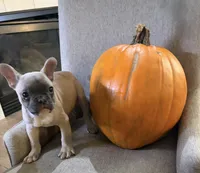 Sassafras , a male French Bulldog for sale in Grand Blanc, MI – 2 of 9
