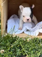 Tarus, a male French Bulldog and Frenchton for sale in Grand Blanc, MI – 2 of 7
