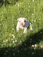 Titan, a male French Bulldog and Frenchton for sale in Grand Blanc, MI – 10 of 10