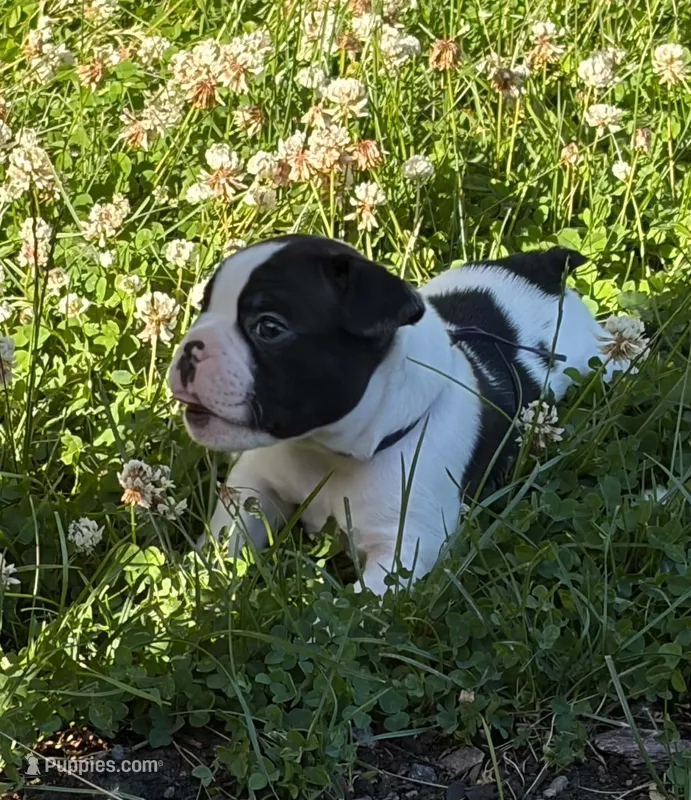 Cosmos  – French Bulldog, Frenchton puppy for sale in Grand Blanc, MI