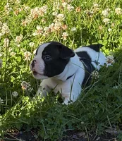 Cosmos , a male French Bulldog and Frenchton for sale in Grand Blanc, MI – 4 of 6