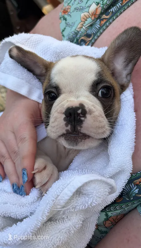 Pluto – Boston Terrier, French Bulldog puppy for sale in Grand Blanc, MI