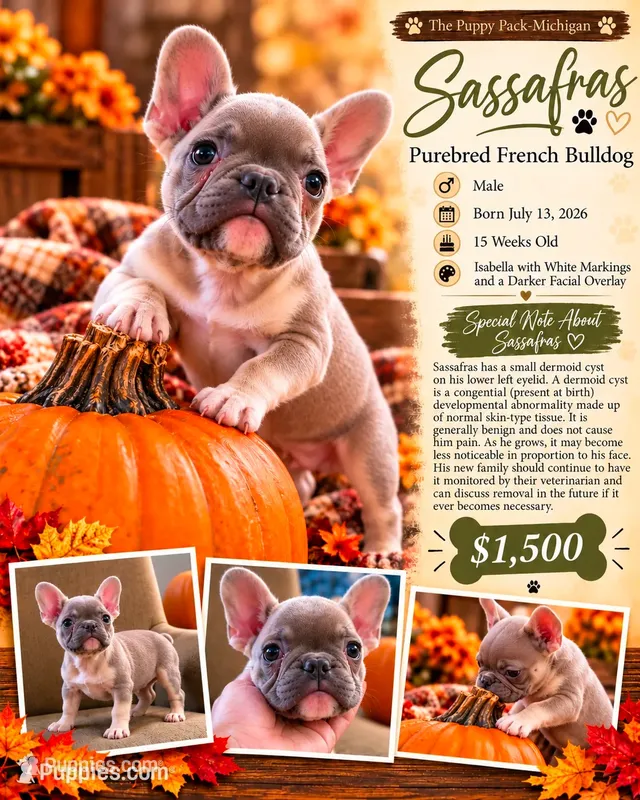 Sassafras  – French Bulldog puppy for sale in Grand Blanc, MI