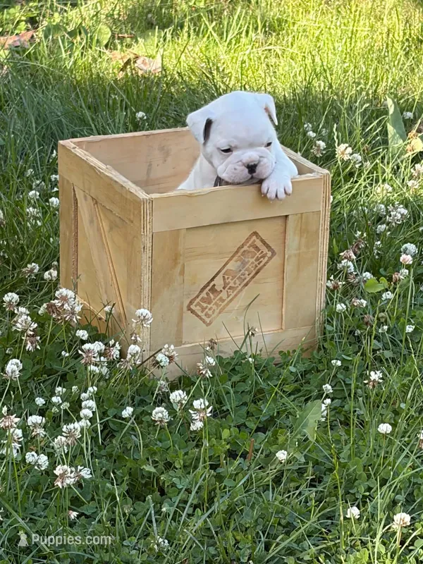 Comet  – French Bulldog, Frenchton puppy for sale in Grand Blanc, MI