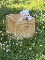 Comet , a male French Bulldog and Frenchton for sale in Grand Blanc, MI – 1 of 5