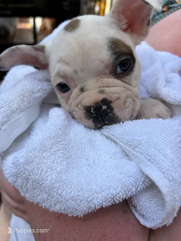 Titan – Boston Terrier, French Bulldog puppy for sale in Grand Blanc, MI