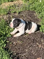 Cosmos , a male French Bulldog and Frenchton for sale in Grand Blanc, MI – 5 of 6