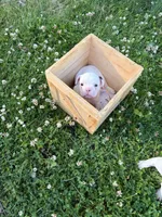 Aurora , a female French Bulldog and Frenchton for sale in Grand Blanc, MI – 4 of 8
