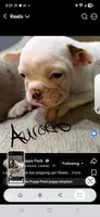 Aurora , a female Boston Terrier and French Bulldog for sale in Grand Blanc, MI – 10 of 10