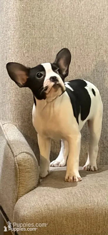 Cosmos  – French Bulldog, Frenchton puppy for sale in Grand Blanc, MI