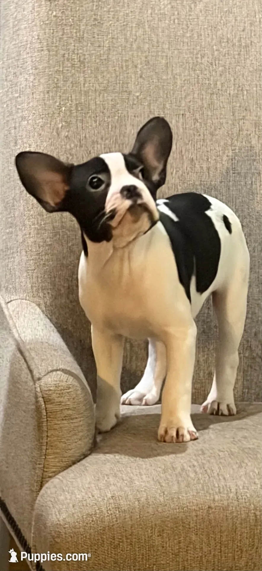 Cosmos , a male French Bulldog and Frenchton for sale in Grand Blanc, MI – 1 of 10