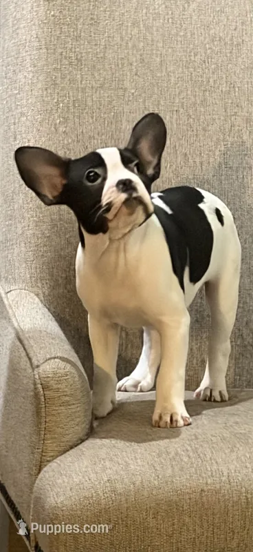 Cosmos  – Boston Terrier, French Bulldog puppy for sale in Grand Blanc, MI