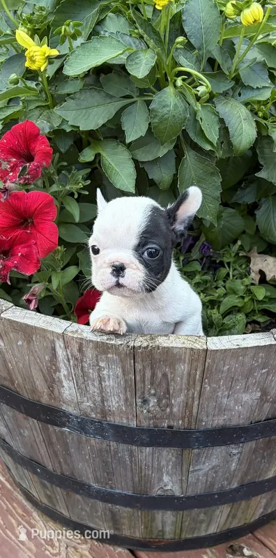 Tarus – French Bulldog, Frenchton puppy for sale in Grand Blanc, MI