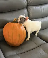 Cypress, a male French Bulldog for sale in Grand Blanc, MI – 6 of 10