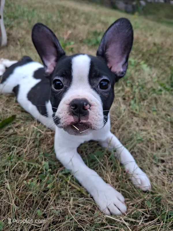 Cosmos  – French Bulldog, Frenchton puppy for sale in Grand Blanc, MI