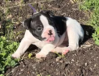 Cosmos , a male French Bulldog and Frenchton for sale in Grand Blanc, MI – 1 of 6