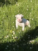 Titan, a male French Bulldog and Frenchton for sale in Grand Blanc, MI – 6 of 10