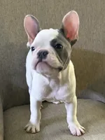Cypress, a male French Bulldog for sale in Grand Blanc, MI – 10 of 10