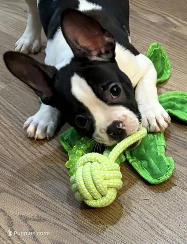 Cosmos  – Boston Terrier, French Bulldog puppy for sale in Grand Blanc, MI