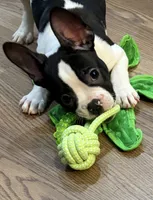 Cosmos , a male French Bulldog and Frenchton for sale in Grand Blanc, MI – 3 of 10
