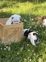Comet , a male French Bulldog and Frenchton for sale in Grand Blanc, MI – 4 of 5
