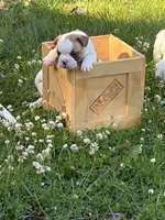 Pluto, a male French Bulldog and Frenchton for sale in Grand Blanc, MI – 4 of 8