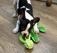 Cosmos , a male French Bulldog and Frenchton for sale in Grand Blanc, MI – 4 of 10