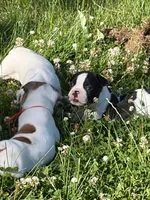 Cosmos , a male French Bulldog and Frenchton for sale in Grand Blanc, MI – 6 of 6