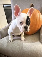 Aspen, a male French Bulldog for sale in Grand Blanc, MI – 4 of 10