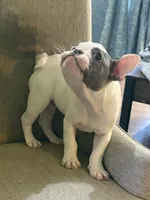Cypress, a male French Bulldog for sale in Grand Blanc, MI – 5 of 10