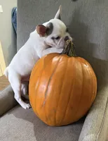 Cypress, a male French Bulldog for sale in Grand Blanc, MI – 2 of 10