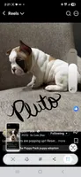 Pluto, a male Boston Terrier and French Bulldog for sale in Grand Blanc, MI – 7 of 7