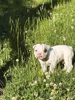Titan, a male French Bulldog and Frenchton for sale in Grand Blanc, MI – 7 of 10