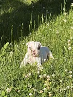 Titan, a male French Bulldog and Frenchton for sale in Grand Blanc, MI – 8 of 10