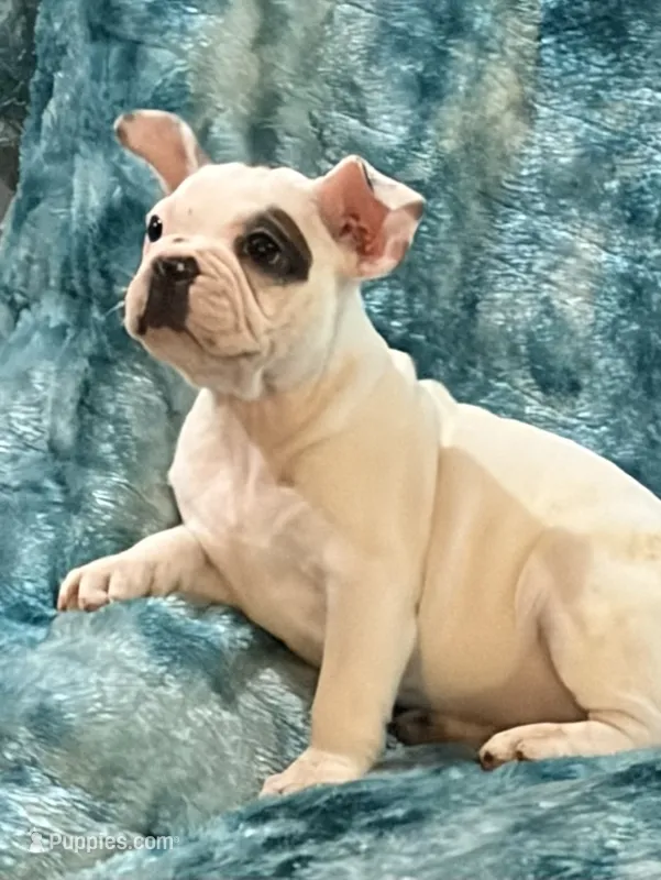 Titan – French Bulldog, Frenchton puppy for sale in Grand Blanc, MI