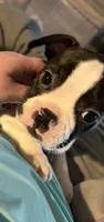 Cosmos , a male Boston Terrier and French Bulldog for sale in Grand Blanc, MI – 3 of 10