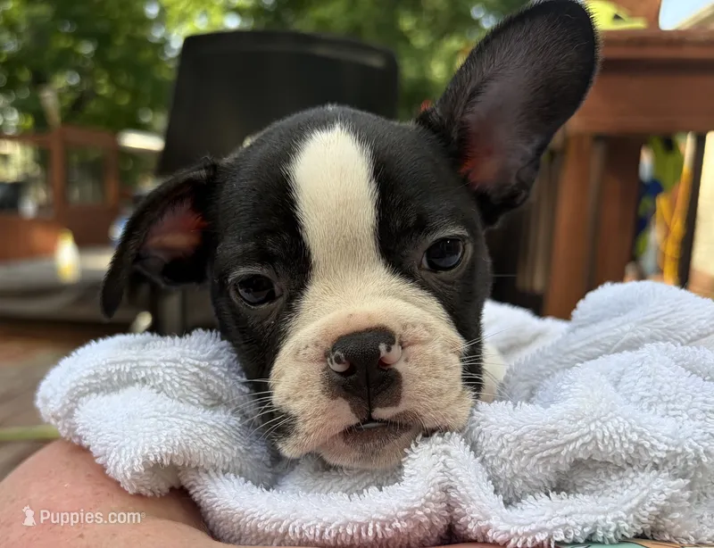 Cosmos  – Boston Terrier, French Bulldog puppy for sale in Grand Blanc, MI